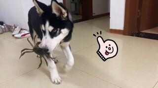 [Dog] This naughty Husky dog never caves