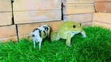 Warriors frogs protect, cow  funny frogs funny animals