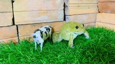 Warriors frogs protect, cow funny frogs funny animals