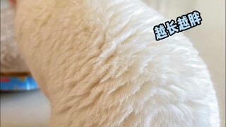 My cat turned into a clove of garlic