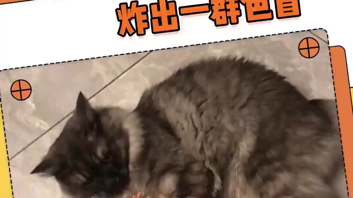 القطة الصغيرة مصابة بعمى ألوان حقيقي، فاشترى أحد المتابعين الجزر باللون الخطأ، وحتى صديقها لديه مشكل