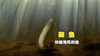 "This fish is about to drown."