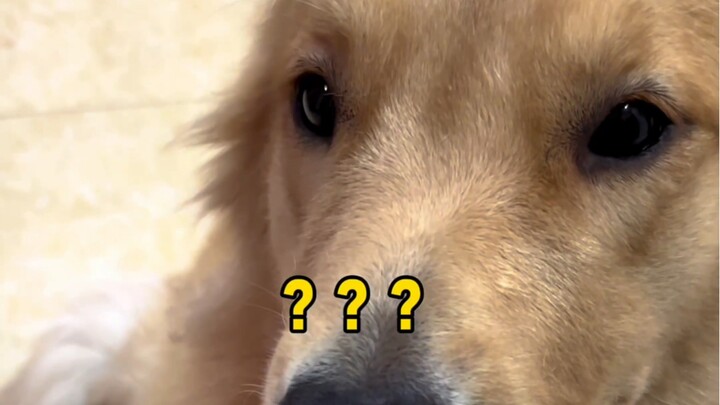 A 60-jin puppy, 59 jin of rebellious spirit—the last pound is a cockroach.