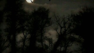 Lana Del Rey - summertime sadness (reverb)