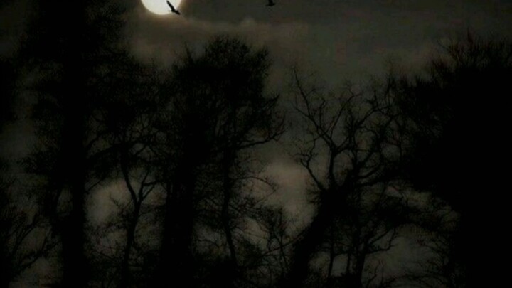 Lana Del Rey - summertime sadness (reverb)