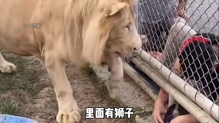 Những con vật này đứa nào cũng hiểu chuyện!