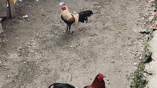 Undas Bakbakan Pula vs Talisayin