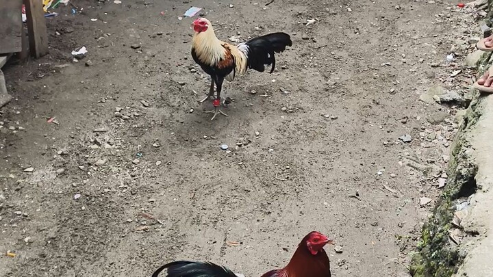 Undas Bakbakan Pula vs Talisayin