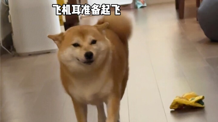 Apakah orang tua Anda yang menentang Anda memelihara anjing menjadi seperti ini?