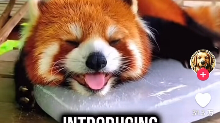 Overseas netizens are curious: why are both red pandas and giant pandas found only in China? Why don