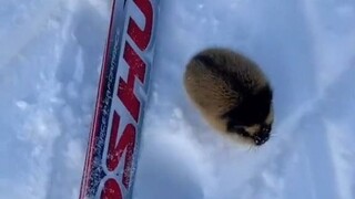 当你在滑雪途中，偶遇一只圆滚滚、气呼呼的旅鼠