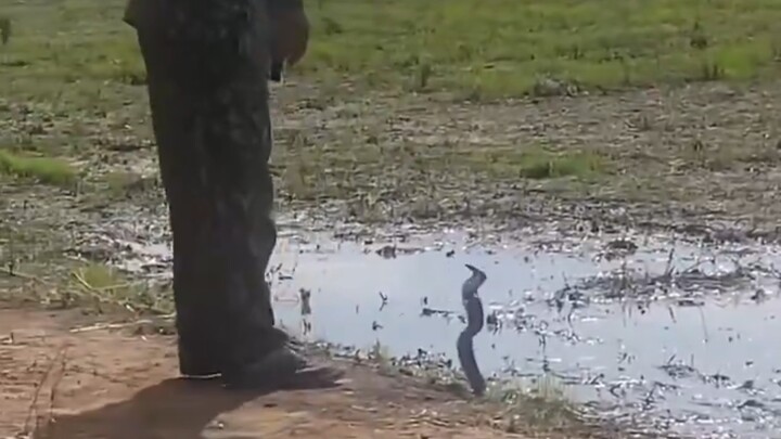 Farmer → Snake: Come on, you’re so weak!