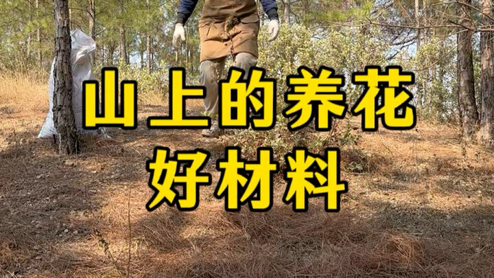 Processing pine needles this way is both easy and effective.
