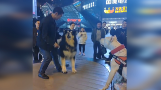 A mashup video of funny dogs