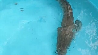 This fish is really fierce!