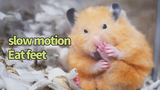 Giá như thời gian có thể chậm lại (Chuột Hamster Syrian)