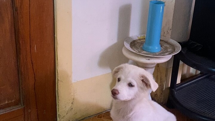 Gusto lumabas pero ayoko muna at kakagaling lng sa sakit #puppylove #japanesespitz #doglove
