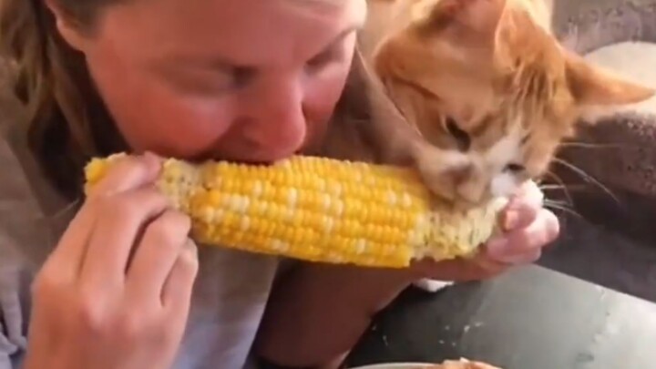 Kucing: Ibu, aku sudah tiga detik tidak makan!