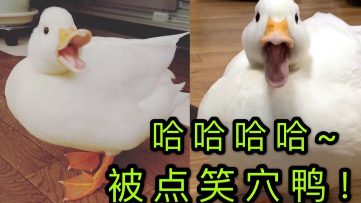 [Mulan Duck] Hilarious! This duck's laugh is so creepy and bizarre—I've been tickled to death, haha!