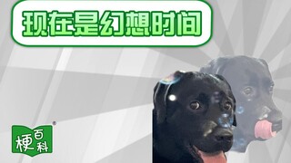 【梗百科】现在是幻想时间是啥梗？