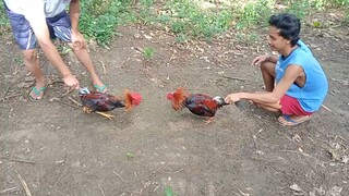 spar ng mga panlaban🐓🐓