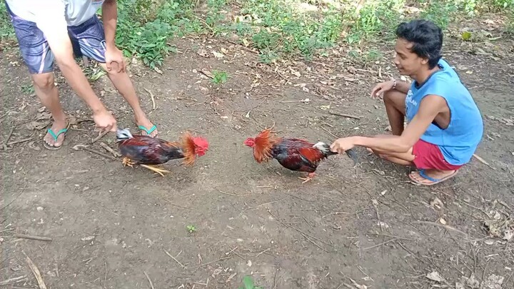 spar ng mga panlaban🐓🐓