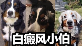 姨姨，Fanny得了白癜风之后是不是变成你心中最特别的伯恩山了呀~