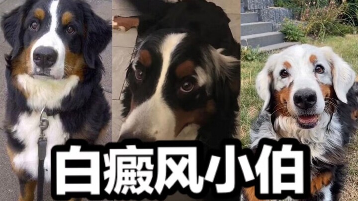 姨姨，Fanny得了白癜风之后是不是变成你心中最特别的伯恩山了呀~