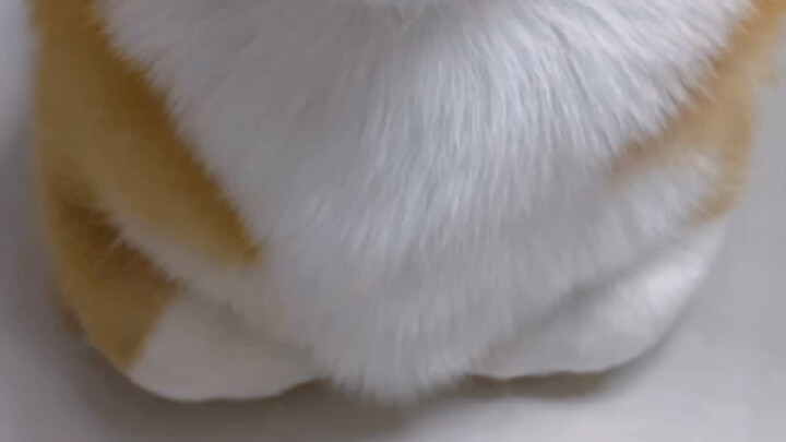 【Corgi Amay】Bạn đã thấy cún chân ngắn mà vẫn đút tay vào túi chưa?