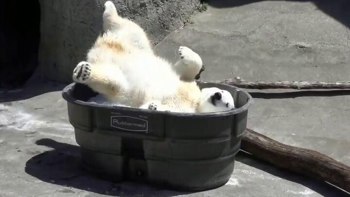 The keeper prepared a bucket of ice for the polar bear, and the bear was very happy.