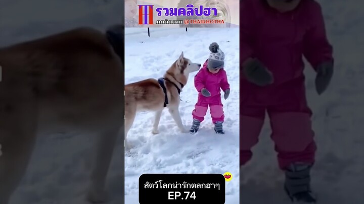 รวมคลิปตลกฮาๆ EP.184 #สัตว์เลี้ยง  #ตลก #shorts #tiktok #funny #สัตว์โลกน่ารัก #แกล้ง #สัตว์ตลก