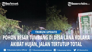Video Viral Pohon Tumbang Halangi Jalan Desa Lana Wolo Kolaka Sultra, Antrean Kendaraan Mengular
