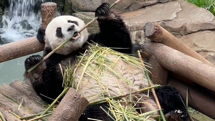 Chuyên Do năm đó cưỡi cái này chẳng thấy xấu hổ à?