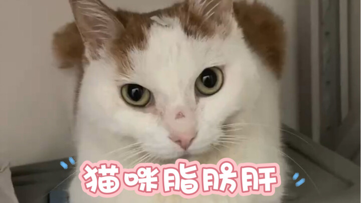 How to prevent fatty liver: 1. Maintain a balanced diet by feeding your cat high-nutrition, low-fat 