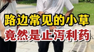 العشب الصغير الشائع على جانب الطريق هو في الواقع دواء فعال لعلاج الإسهال!
