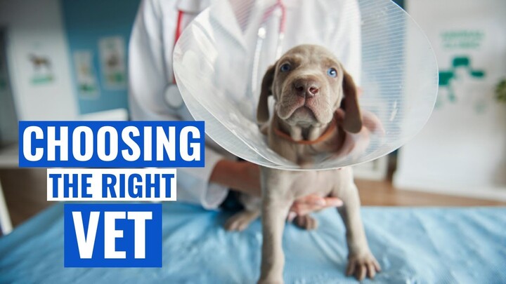 HOW To CHOOSE The RIGHT Vet For Your PET