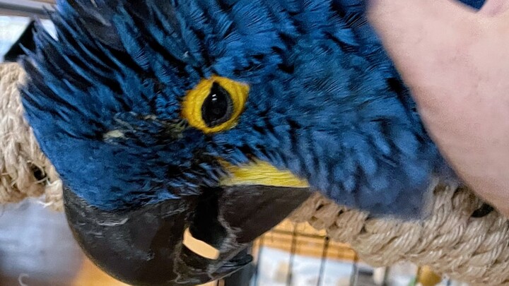 [Blue-and-Gold Macaw] Izzy: This little guy’s handling skills are not bad…