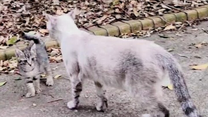 Aku mengelus kucing liar betina sebentar, ternyata dia memanggil anak kucing yang kabur kembali!