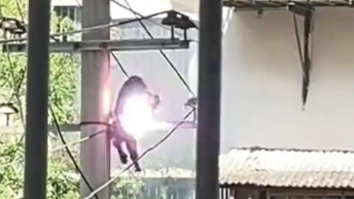 ลิง: หัก 1 แถมเพลิงนรก