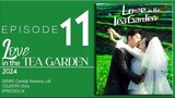 🇨🇳EP11 Love In The Tea Garden (2024)