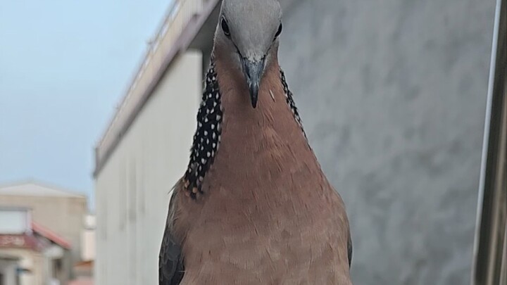 I’ve even gotten used to him looking like this every day.