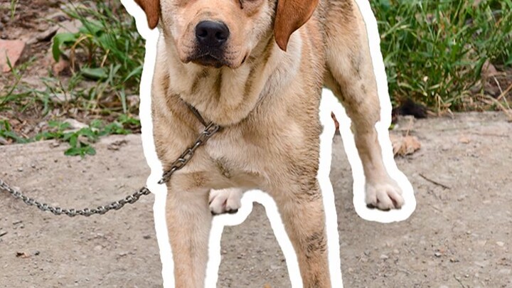 Almost went to Dog Planet