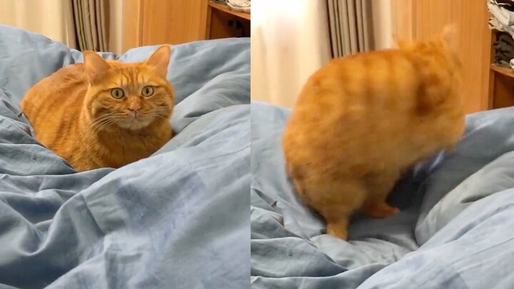 The owner’s coughing got increasingly wild, nearly hacking up a lung, and the cat’s expression turne