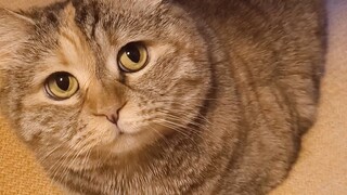 Bagaimana kamu bisa memotret diam-diam anak kucing!