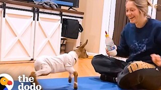 ลูกแพะที่วิ่งไม่ได้เป็นครั้งแรก โดโด้