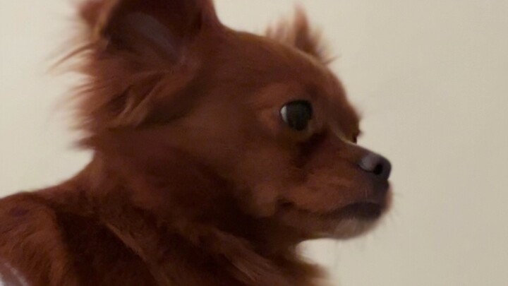 Những tiếng ồn khi sửa nhà kinh hoàng này, chó con sợ hãi quá [Cáo Tây Tạng]