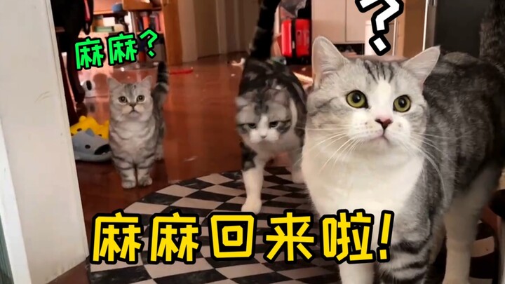 Setelah lebih dari 10 hari tidak bertemu pemiliknya, seberapa gembirakah kucing saat pintu dibuka?