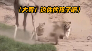 الزرافة الصغيرة: في الحياة القادمة سأكون أمك...