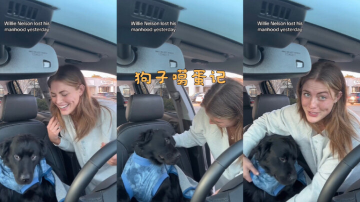 บันทึกการต่อยของหมา