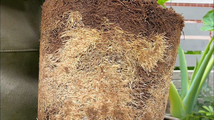 No need to buy rooting hormone—make it at home instead!